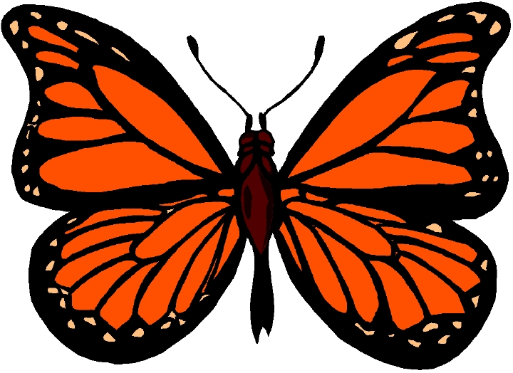SpringBoard Magazine Monarchs butterflies - Information, habits ...