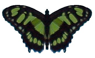 BillyBear4Kids.com ... Butterflies & Bugs