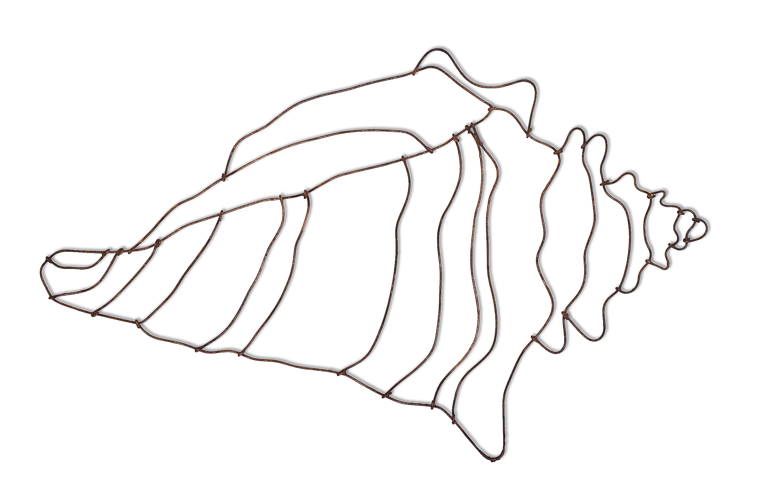 How To Draw A Conch Shell - Cliparts.co