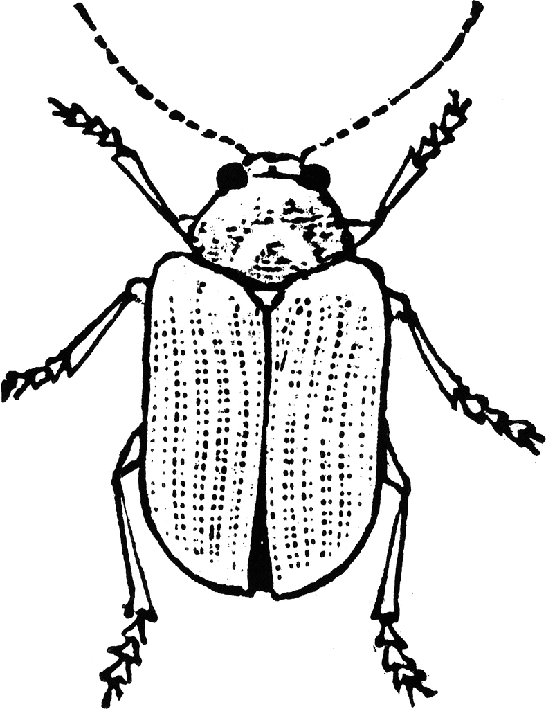 Beetle | ClipArt ETC