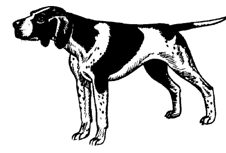 Hunting dog Graphics and Animated Gifs