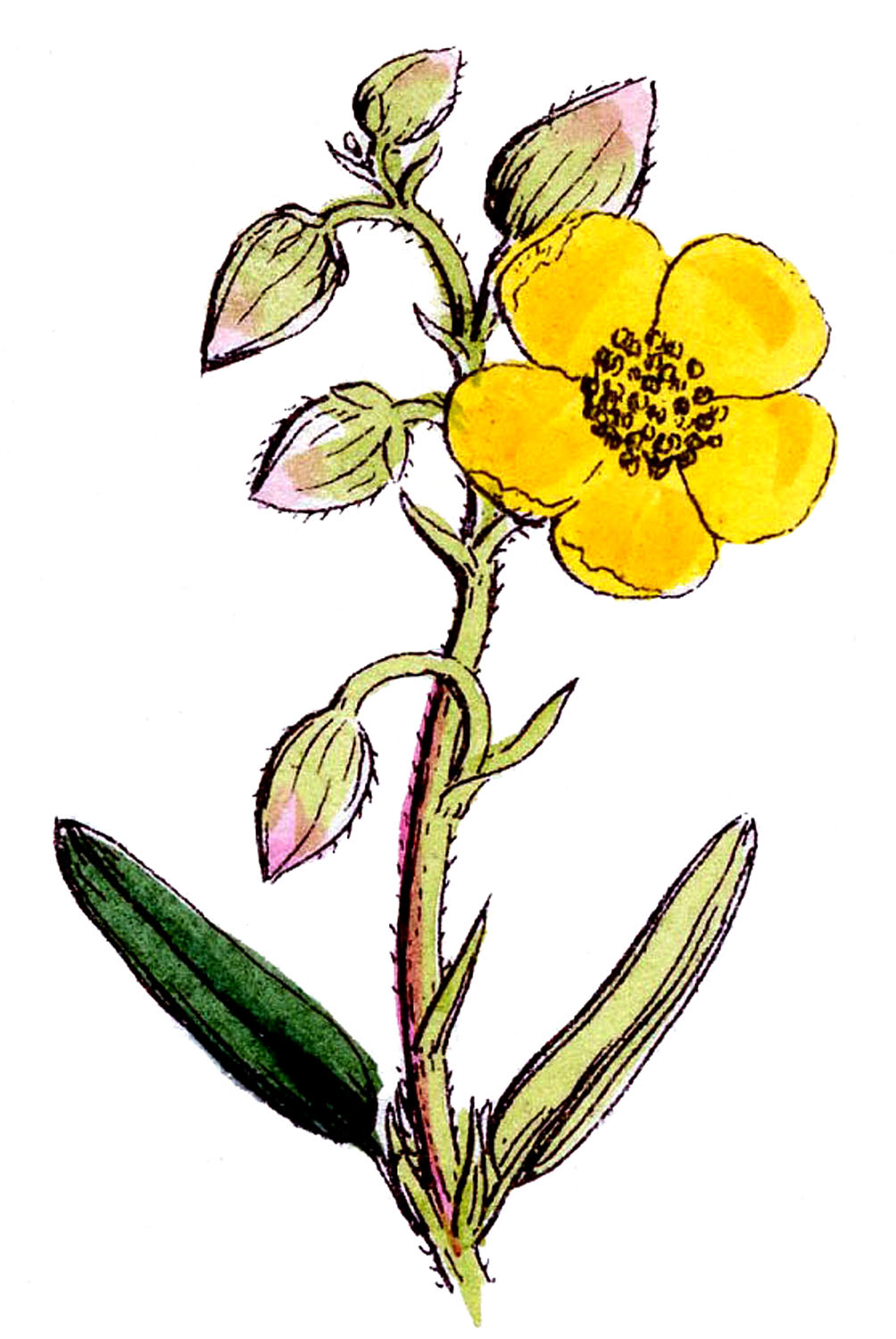 Wildflower Clip Art - ClipArt Best