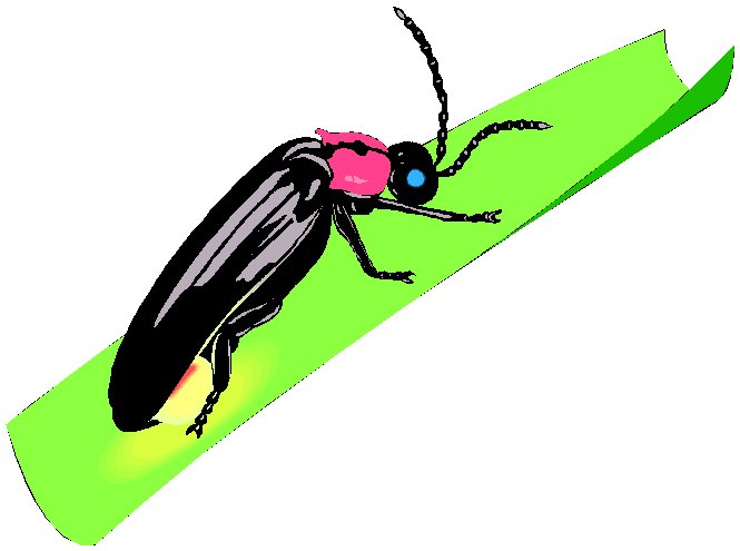 clipart firefly - photo #26