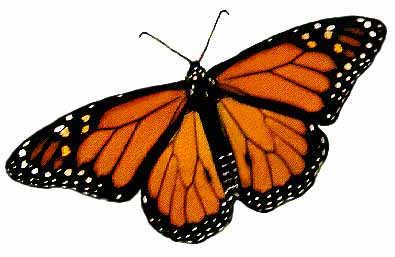 Male & Female Monarch Butterfly Illustrations - ClipArt Best ...