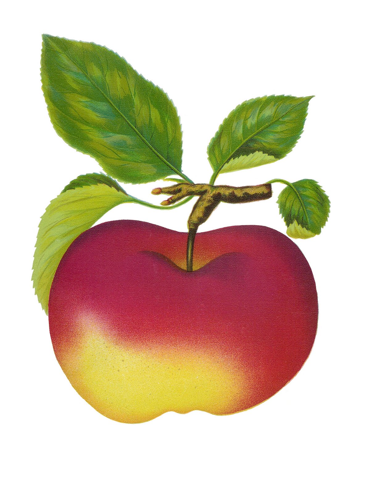 Images For > Apple Fruit Clipart