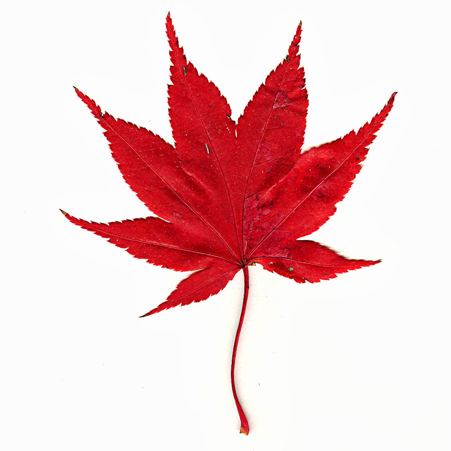 Japanese Maple Leaf by muffet1 on deviantART
