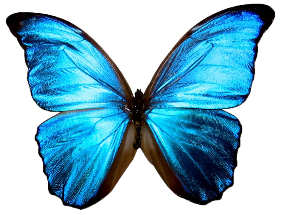 LG Atlas Butterfly Clipart PNG by madetobeunique on deviantART