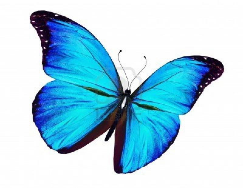 butterfly clipart no background - photo #24