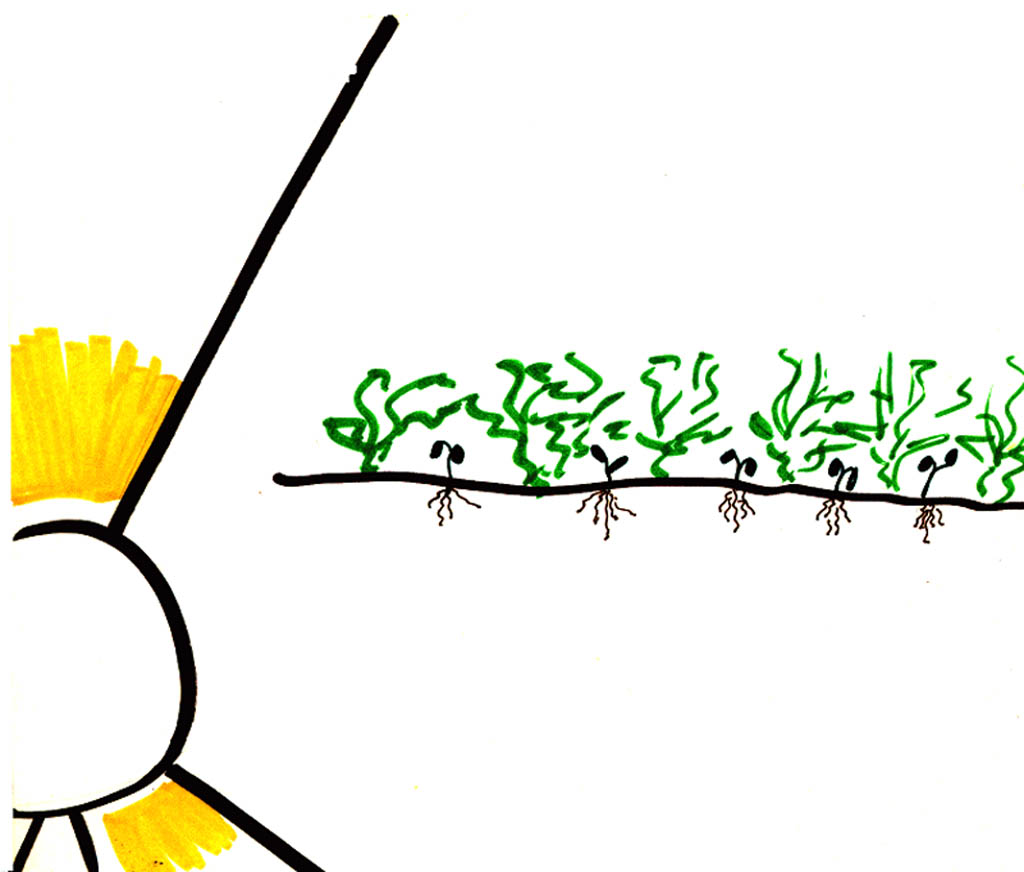 Images For > Weed Plant Clipart