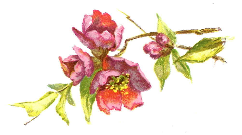 Antique Images: Free Vintage Flower Clip Art: Burgundy Flowers ...