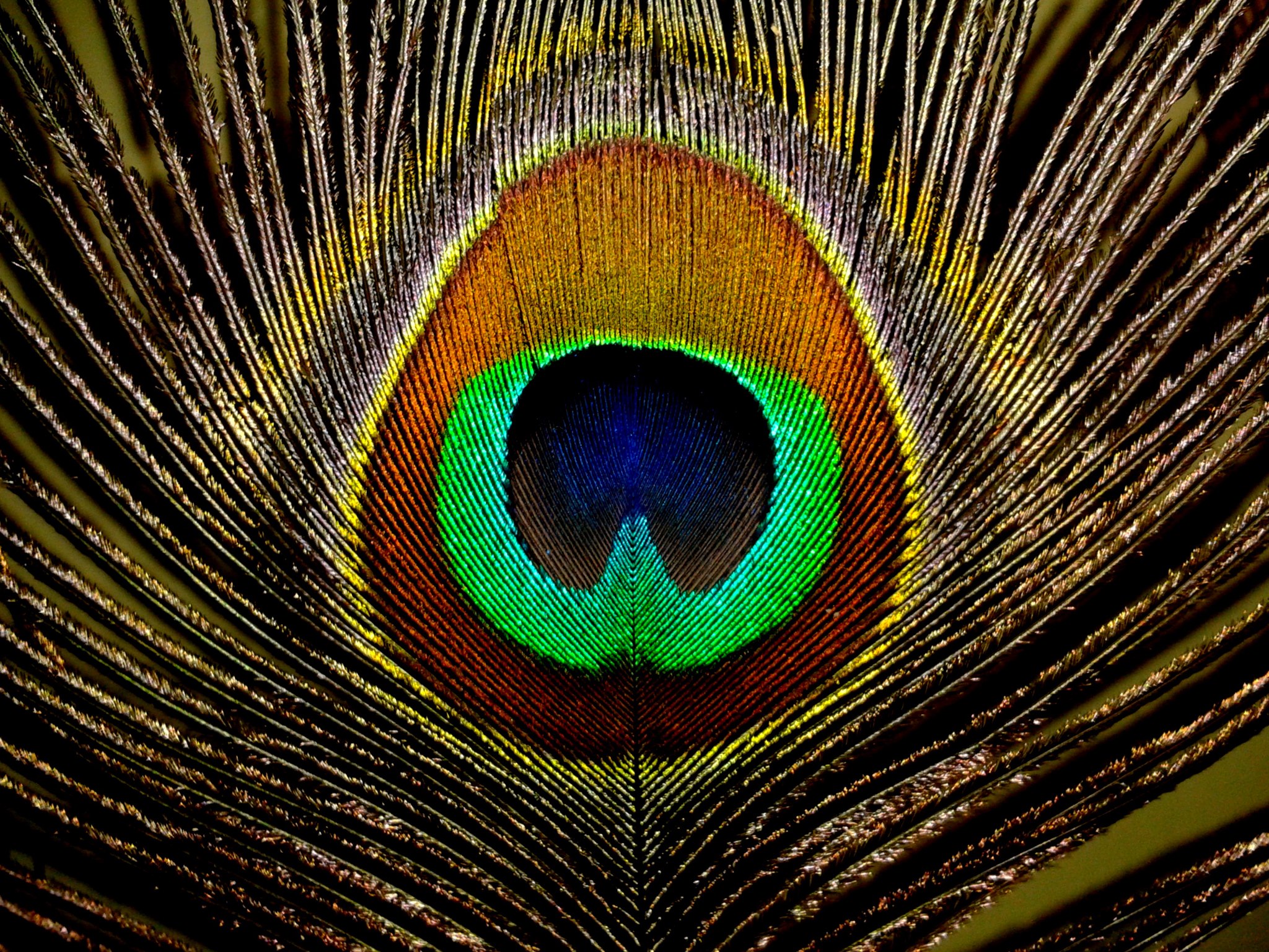 Real Peacock Feather Wallpaper Images & Pictures - NearPics - Cliparts.co