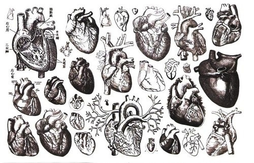 heart drawing anatomy heart drawing medicine science - picslist.com