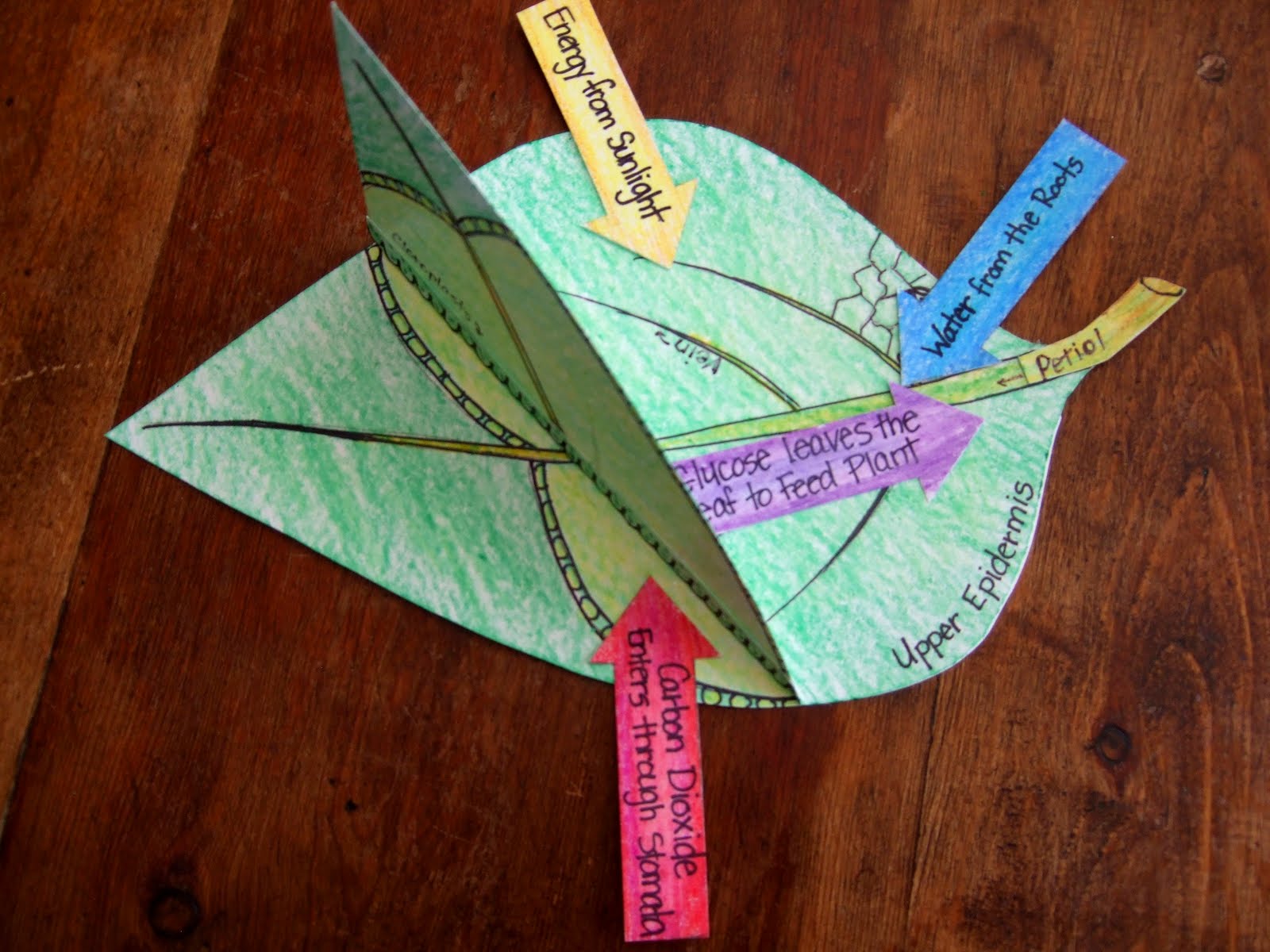 The Inspired Classroom: Photosynthesis Model
