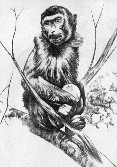 Monkey in Tree Drawing - ReusableArt.com