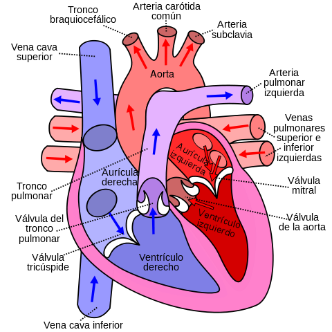 File:Diagram of the human heart (cropped) es.svg - Wikimedia Commons