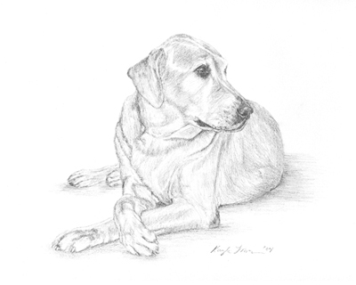 dog drawings - Savannah | The Painted Pet