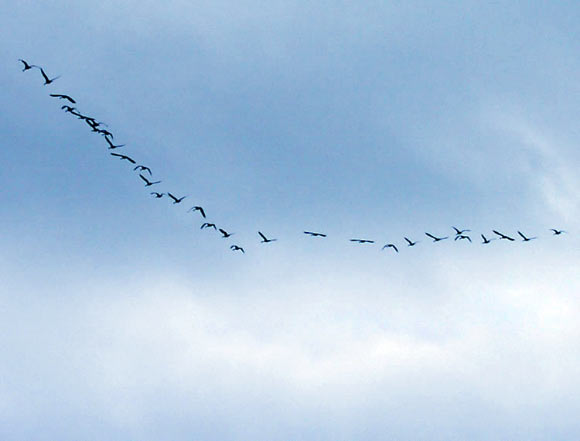 Study Explains Why Birds Fly in V-Shaped Formation | Biology | Sci ...
