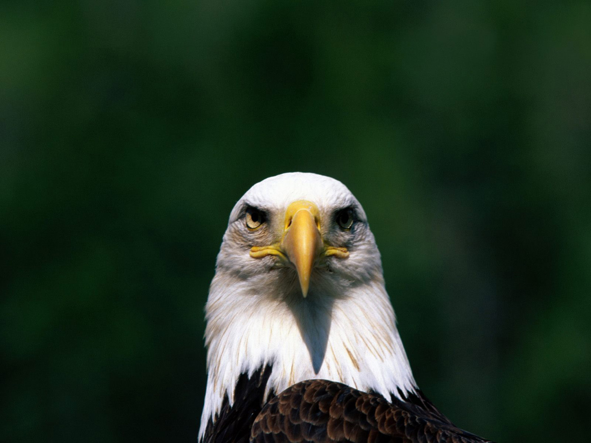 eagle head | wallpapers55.com - Best Wallpapers for PCs, Laptops ...