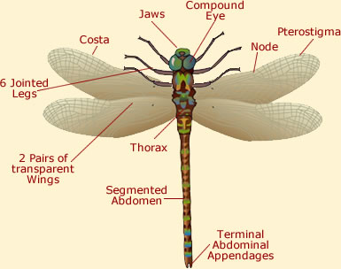 Dragonfly Anatomy - Illustration & Diagram Of A Dragonfly