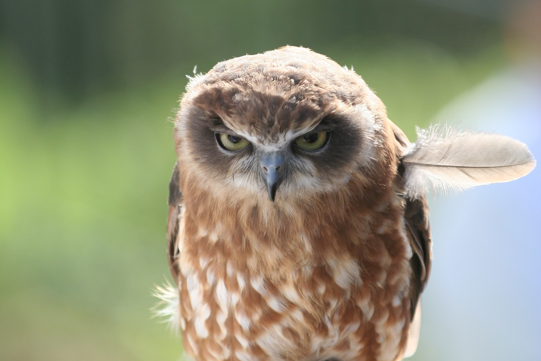 Owl gets pissed off : gifs