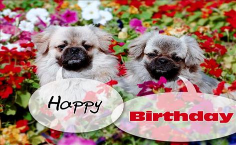 Cute Happy Birthday 17 Free Wallpaper for Facebook®, Twitter® and ...