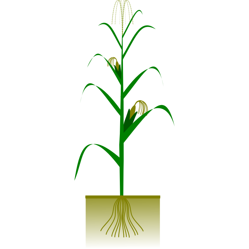 Clipart - Maize plant
