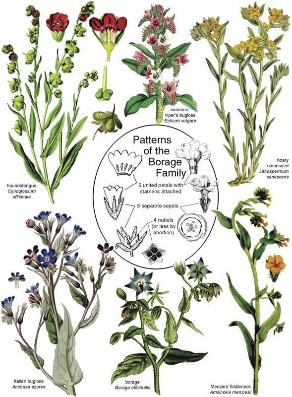 Botany in a Day (APG): The Patterns Method of Plant Identification.