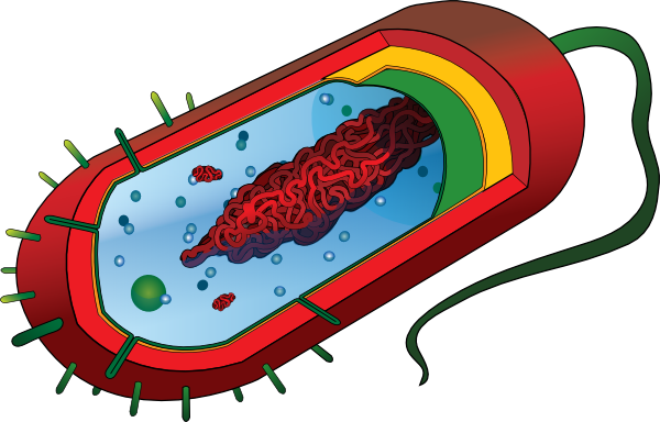 Bacterial Cell No Labels clip art - vector clip art online ...