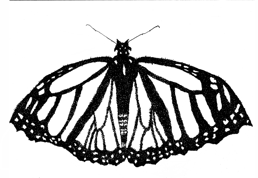 Monarch Butterfly Essence Portrait (Psalm 145- Hallel) | Art ...
