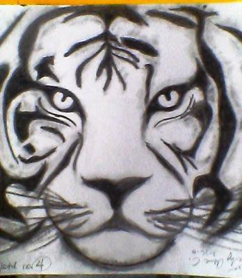 White Siberian Tiger Drawing