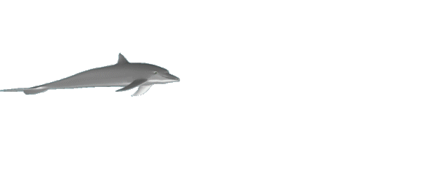 Free Animated Dolphin gif at Best Animations - Dolphins