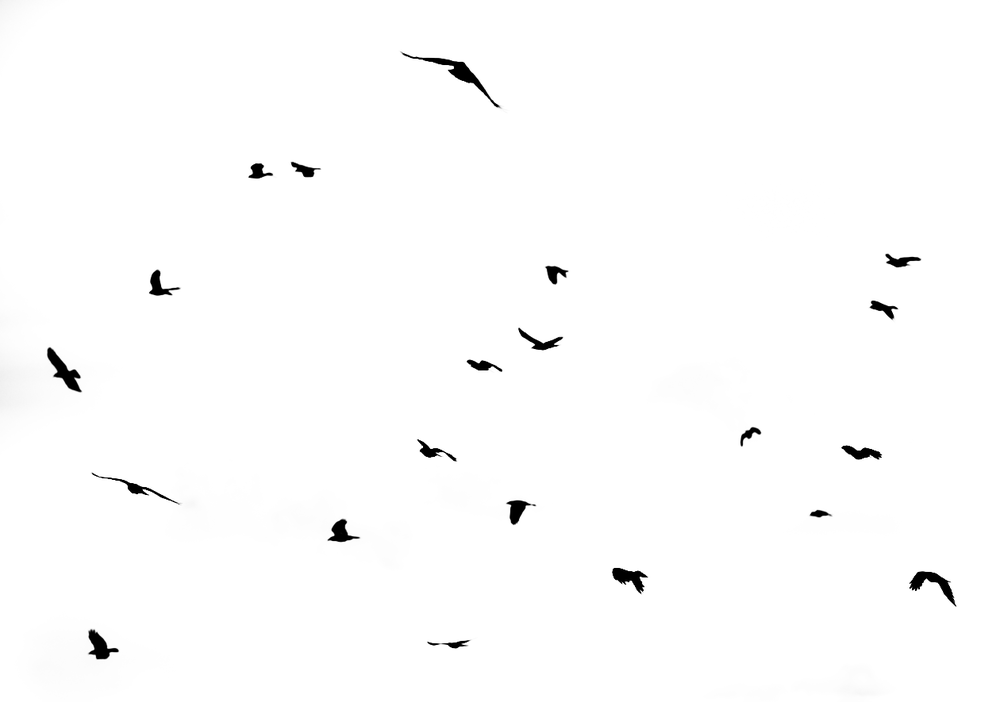 Crow — Martin Reddy Photography