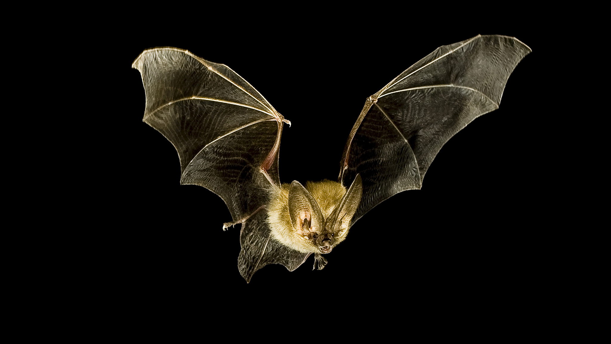 Bat-Inspired Tech Could Help Blind People See with Sound — NOVA ...