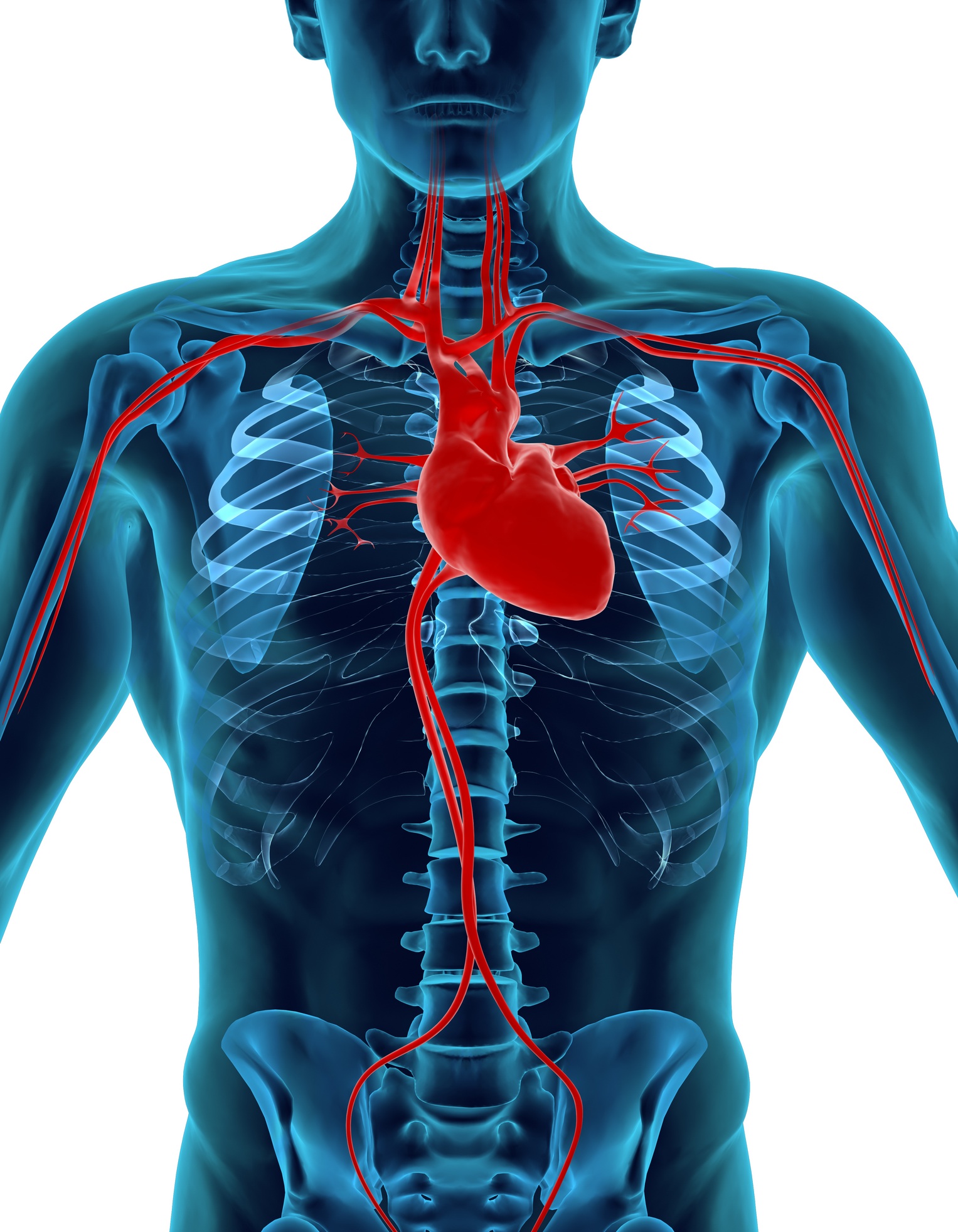 Top 10 Most Interesting Facts About Human Heart | TopTeny 2015