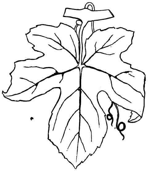 Leaf-of-the-Adirondaa.jpg