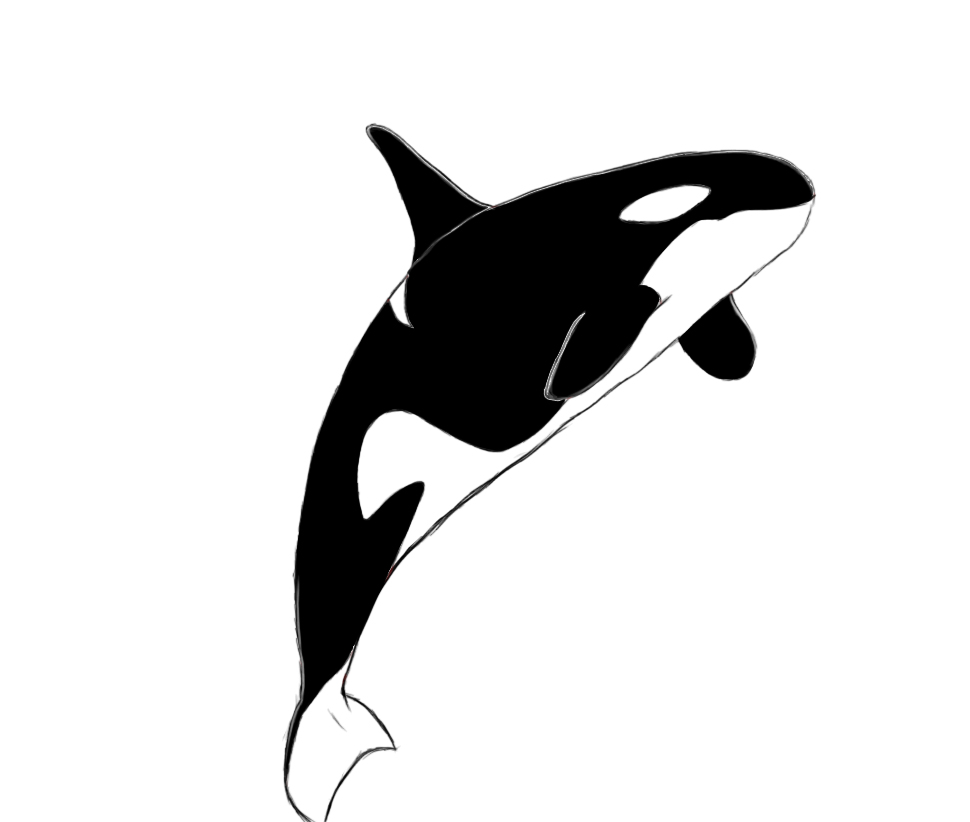 Killer Whale Drawing Kootation - ClipArt Best - ClipArt Best