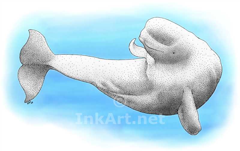 Beluga Whale Stock Art Illustration