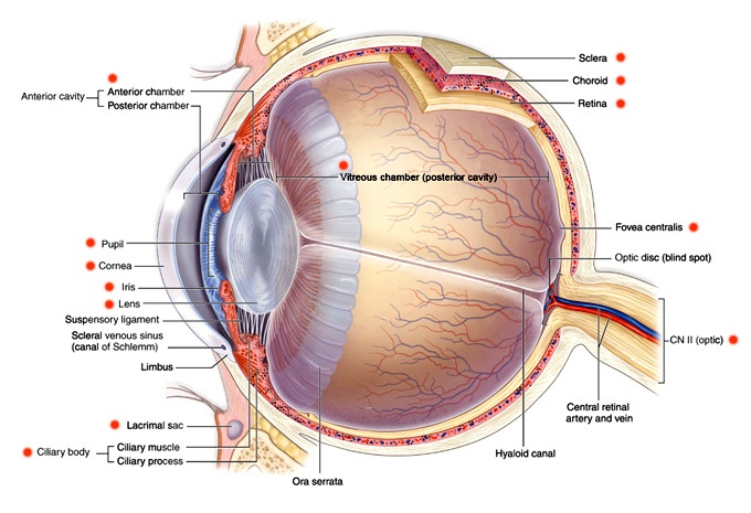 Eye anatomy and eye diagram | Iris Pharma