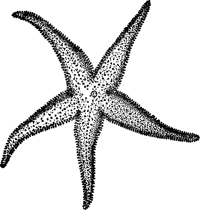 funcentrate.com » Starfish Drawing