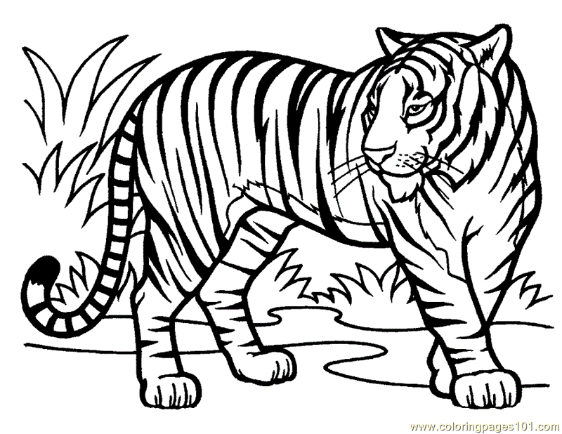 Pin Coloring Pages Tiger Baby That Looks Like on Pinterest