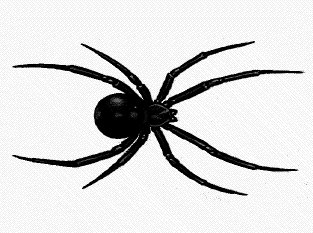 Free black-widow Clipart - Free Clipart Graphics, Images and ...