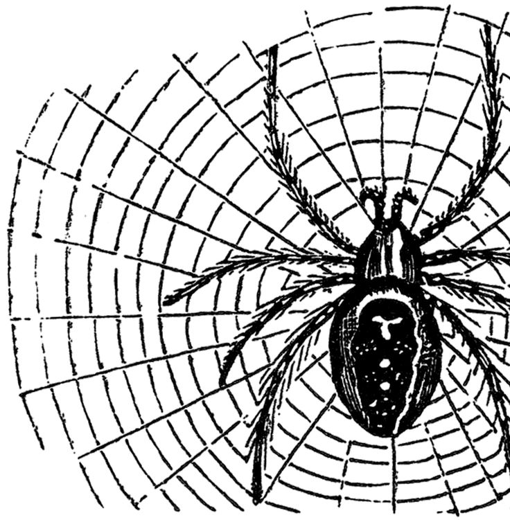Vintage Halloween Spider Image