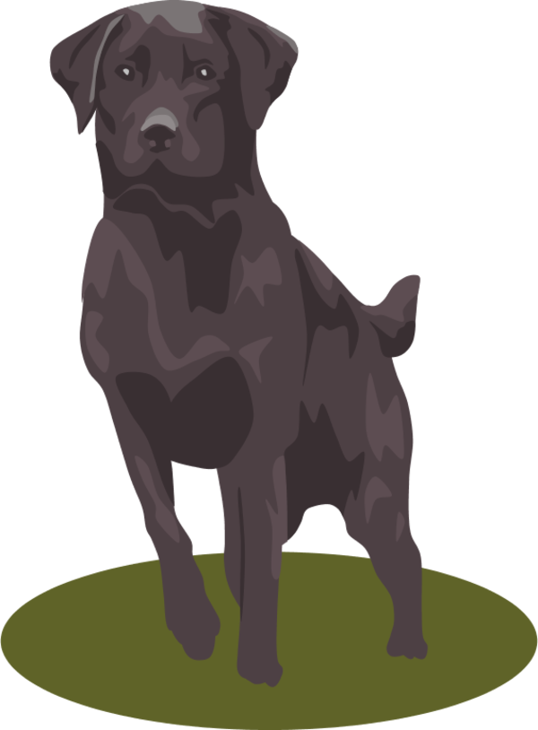 Dog Labrador - vector Clip Art