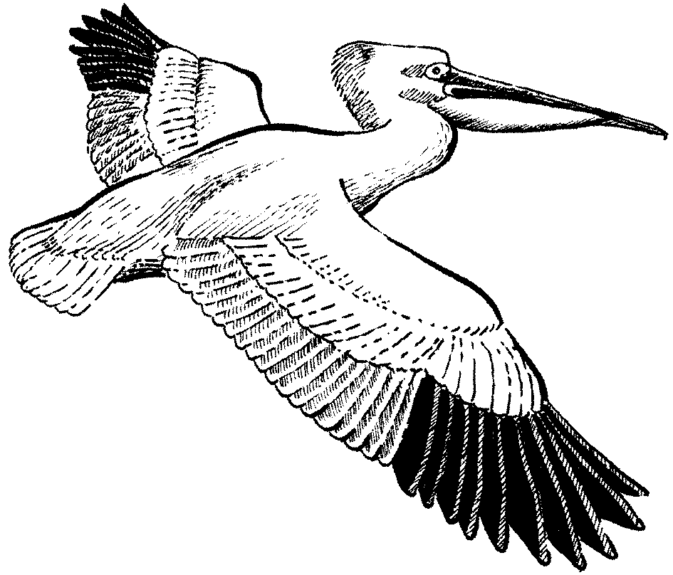 Lugungu Dictionary » Search Results » Great white pelican; wild ...