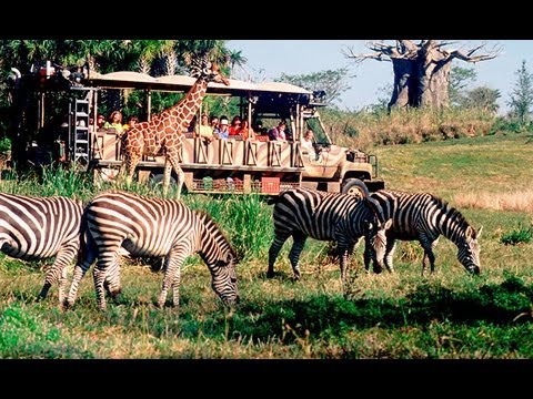 Kilimanjaro Safari Disney's Animal Kingdom Disney World HD ...
