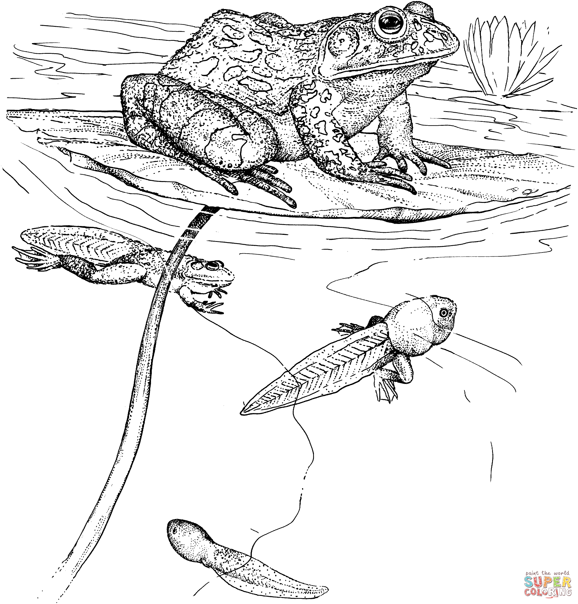 Tadpoles and Bullfrog Coloring page | Free Printable Coloring Pages
