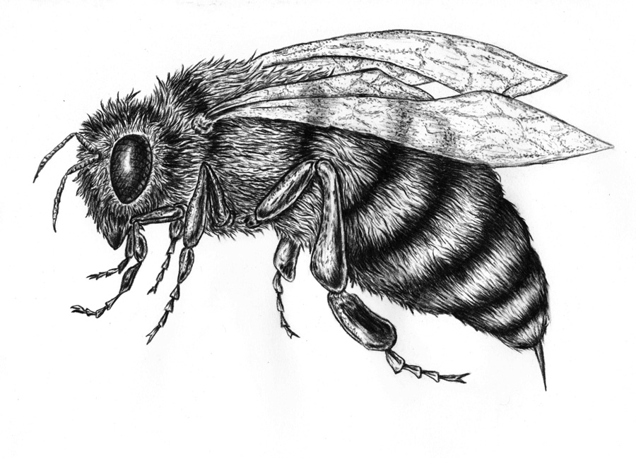 Bee Drawing - Gallery
