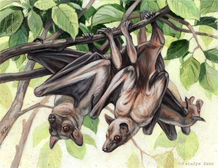 Fly Like a Fox: Straw-colored Fruit Bats - i (heart) odd-toed ...