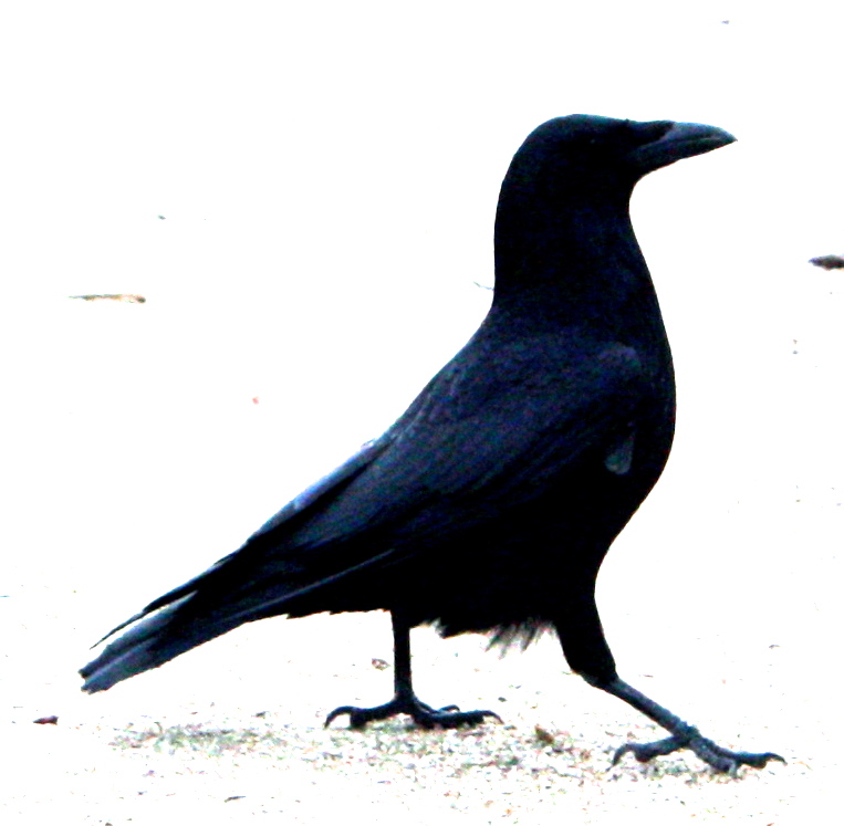 On the Outlines of Crows | Michael Cope's Blog