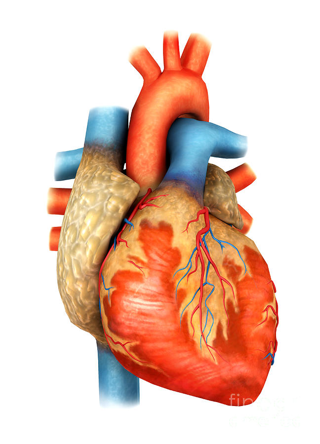 Front View Of Human Heart by Stocktrek Images
